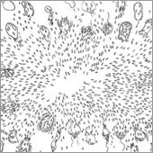 Rotatoria IV- der mikrobielle Umweg (03)