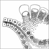 parasitre Schizogonie