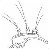 Akrobatisches Flugmanver
